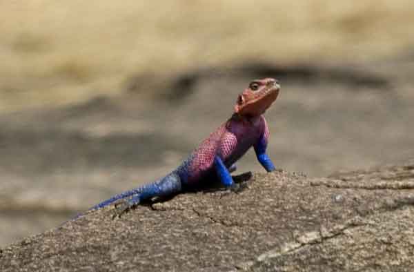 Lagarto - reserva nacional de Masai Mara - Kenia.jpg